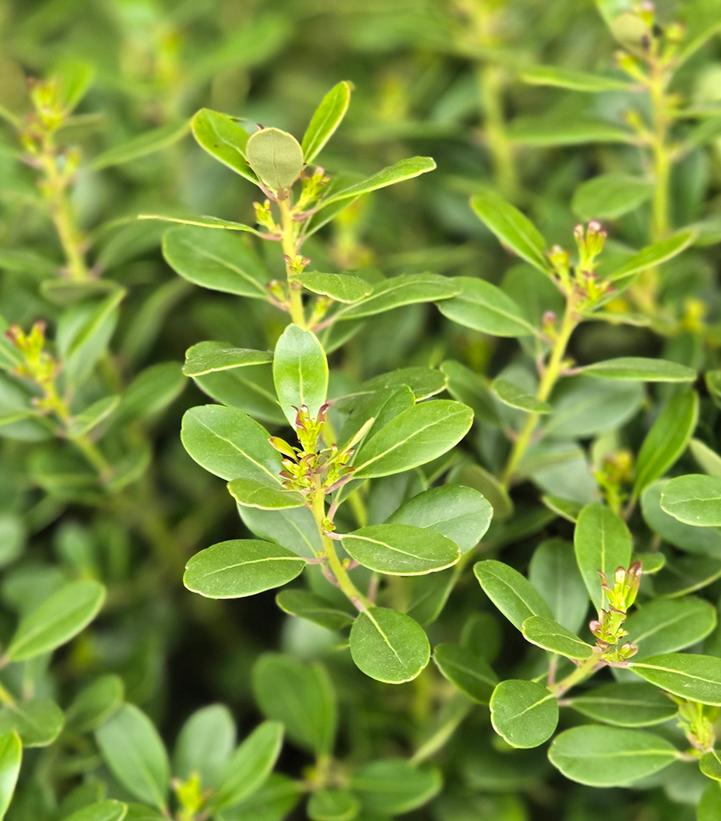 Ilex glabra 'Compacta'