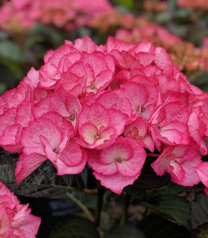 Hydrangea mac. 'Firefly'