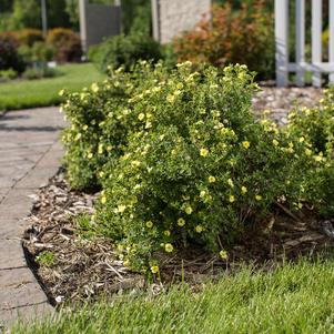 Potentilla fruticosa Lemon Meringue™