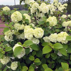 Viburnum plicatum Opening Day™