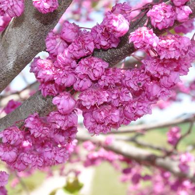 Cercis canadensis 'Pink Pom Poms'