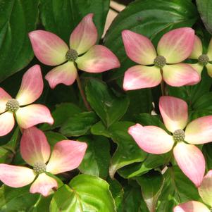 Cornus kousa Heart Throb®