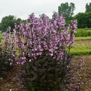 Penstemon hybrid Midnight Masquerade