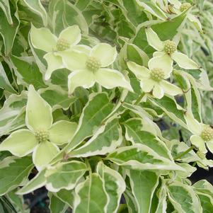 Cornus kousa Wolf Eyes