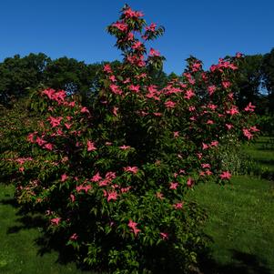 Cornus kousa Scarlet Fire®