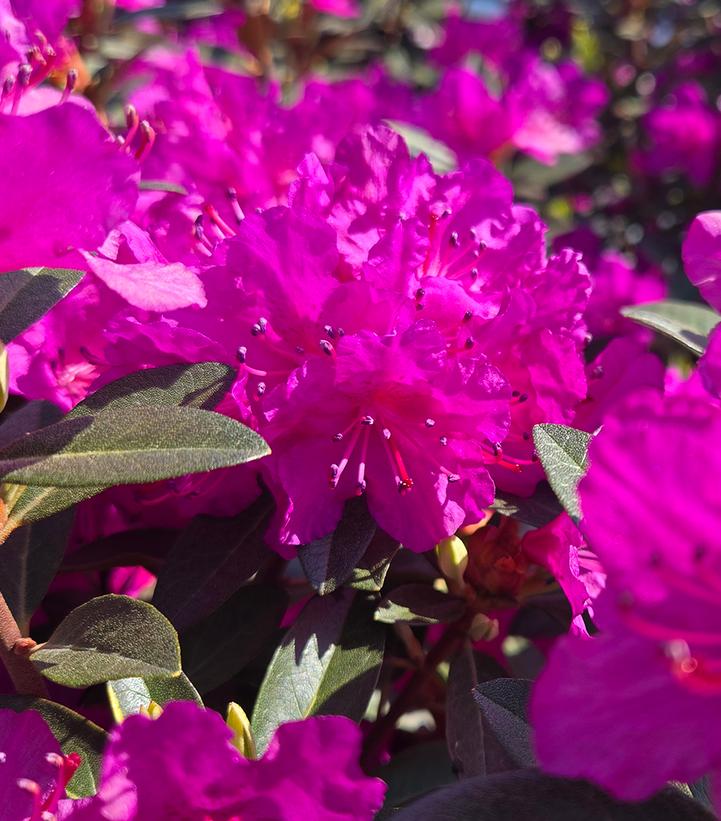 Rhododendron x 'P.J.M. Elite Star'