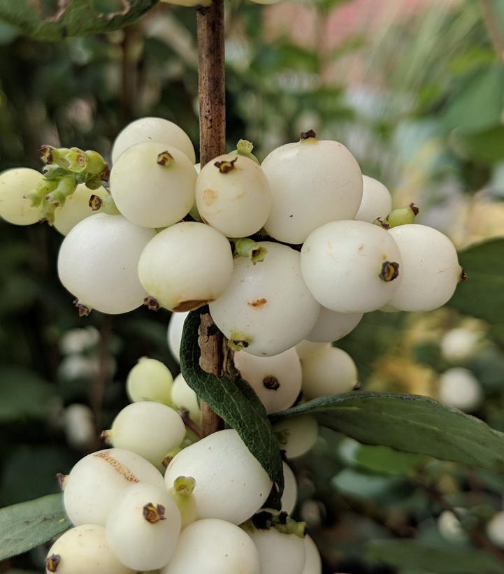 Symphoricarpos doornsbosii Magical® Avalanche