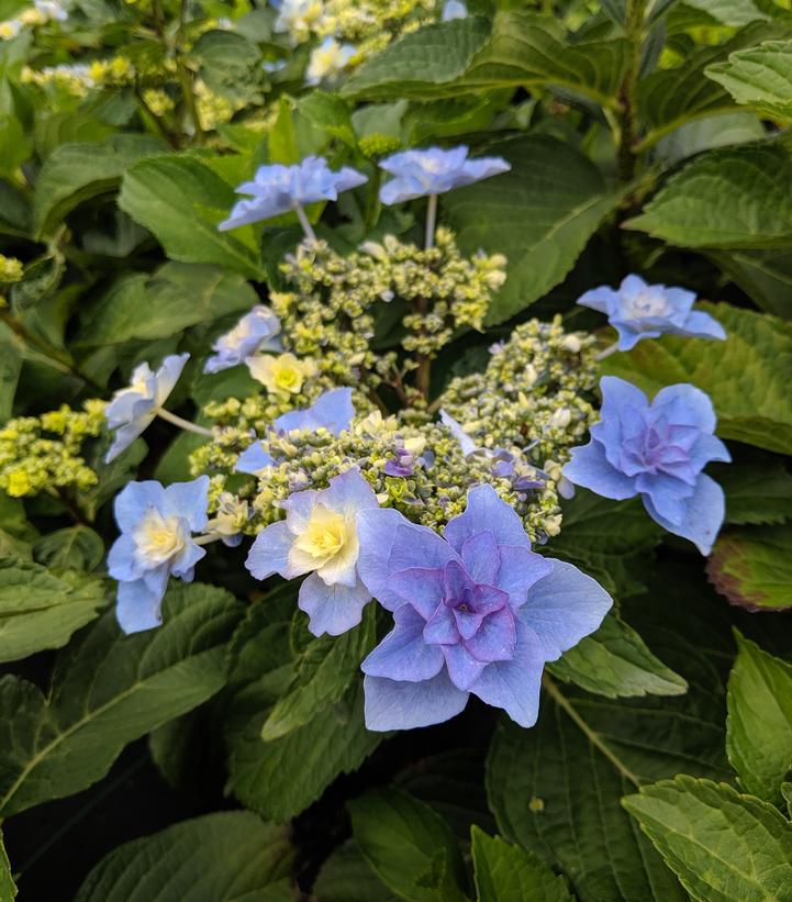Hydrangea macrophylla Felicity