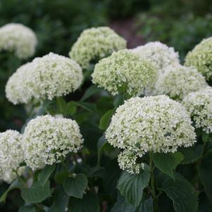 Hydrangea arborescens Invincibelle® Invincibelle Limetta®