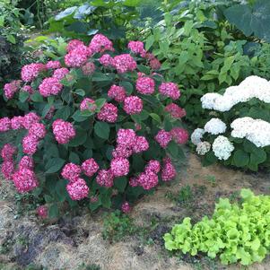 Hydrangea arborescens Invincibelle® Invincibelle® Ruby