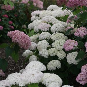 Hydrangea arborescens Invincibelle® Invincibelle Wee White®