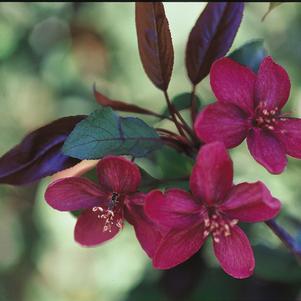 Malus 'Royalty'