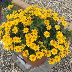 Heliopsis hybrid Tuscan Gold™