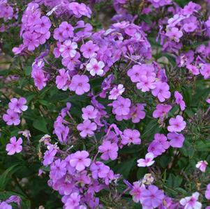 Phlox hybrid Cloudburst