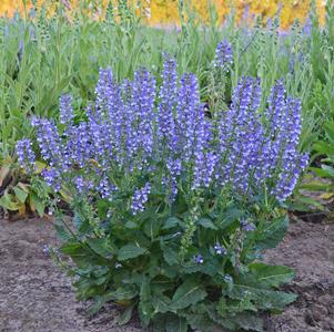 Salvia Color Spires® Azure Snow