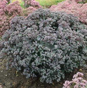 Sedum hybrid Rock 'N Grow® Rock 'N Grow® Superstar