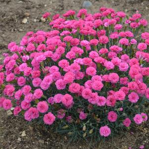 Dianthus x PRETTY POPPERS® 'Double Bubble'