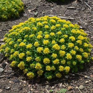 Sedum 'Little Miss Sunshine'