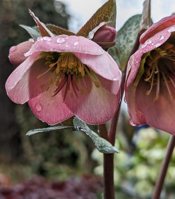 Helleborus Frostkiss® Dorothy's Dawn™