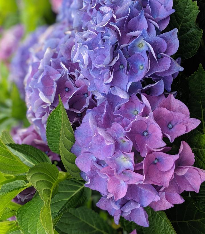 Hydrangea mac. 'Early Blue'