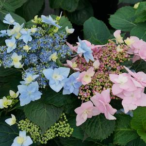 Hydrangea serrata Tuff Stuff Ah-Ha®