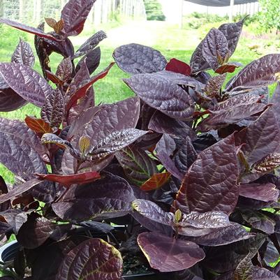 Calycanthus floridus var purpureus 'Burgundy Spice'