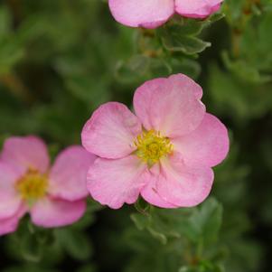 Potentilla fruticosa Happy Face Hearts®