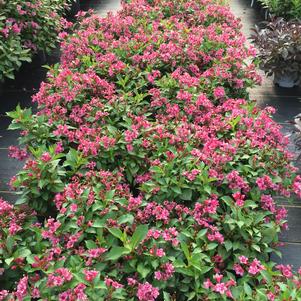 Weigela florida Snippet® Dark Pink