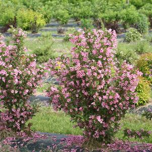 Weigela florida Sonic Bloom® Pure Pink