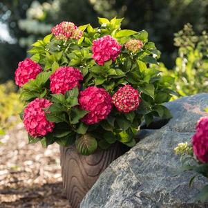 Hydrangea mac. Endless Summer® Summer Crush®