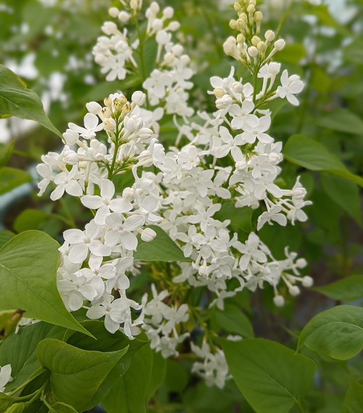 Syringa x 'Betsy Ross'