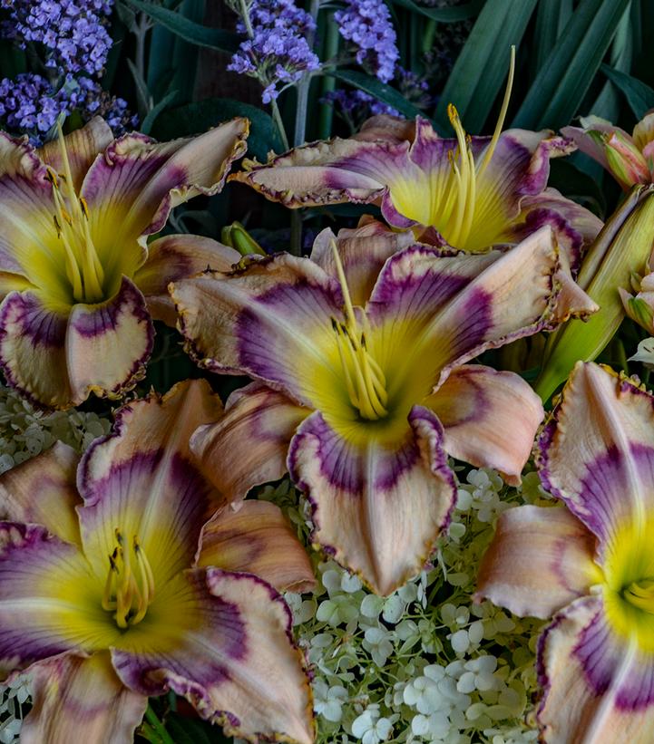 Hemerocallis 'Handwriting on the Wall'