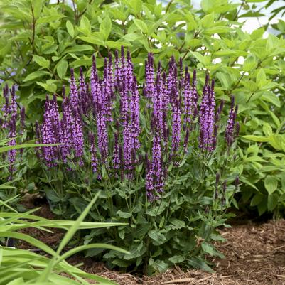 Salvia hybrid Color Spires® Color Spires® Indiglo Girl