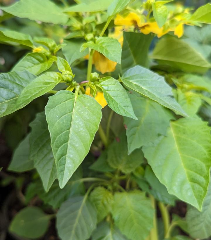 Tomatillo 'Tamayo'