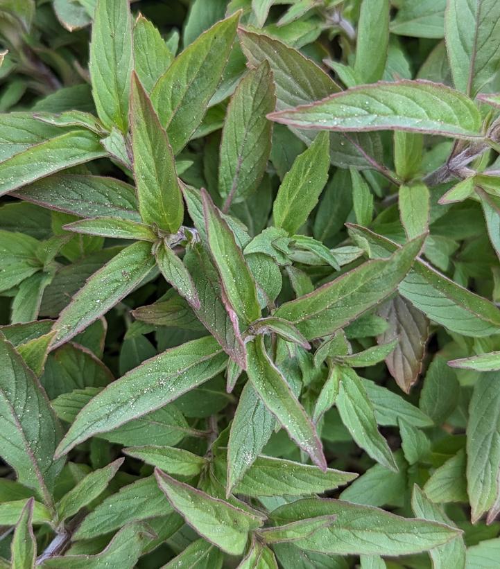 Monarda punctata 'BeeBop'