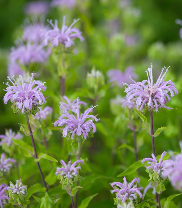 Monarda fistulosa 