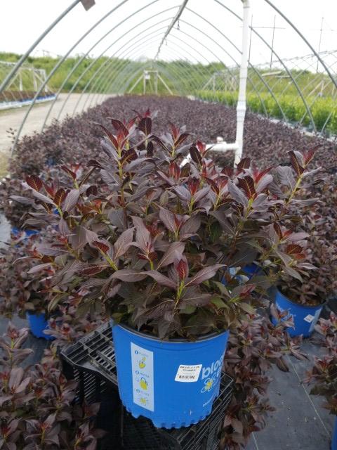 Weigela x Stunner™