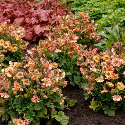 Geum Petticoats™ Peach