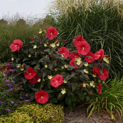 Hibiscus 'Mars Madness'