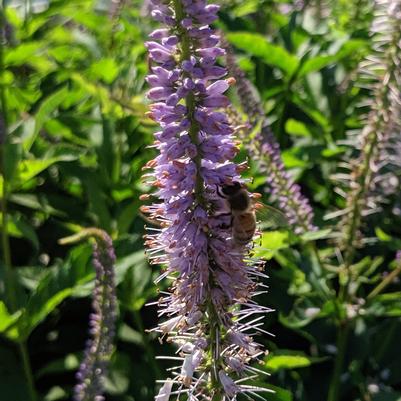 Veronicastrum virginicum 'Red Arrow'