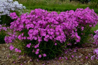 Phlox hybrid 'Opening Act Ultrapink'