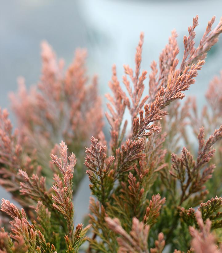 Juniperus horizintalis Good Vibrations® Gold