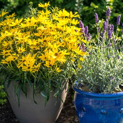 Helianthus salicifolius 'Autumn Gold'