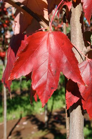 Acer rubrum Red Sunset®