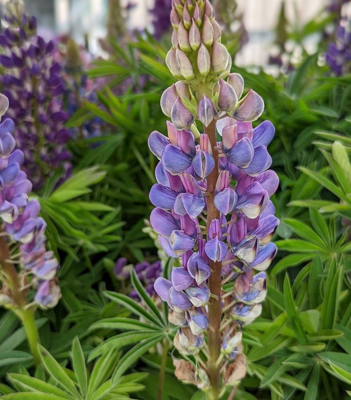 Lupinus p. lupini Blue Shades