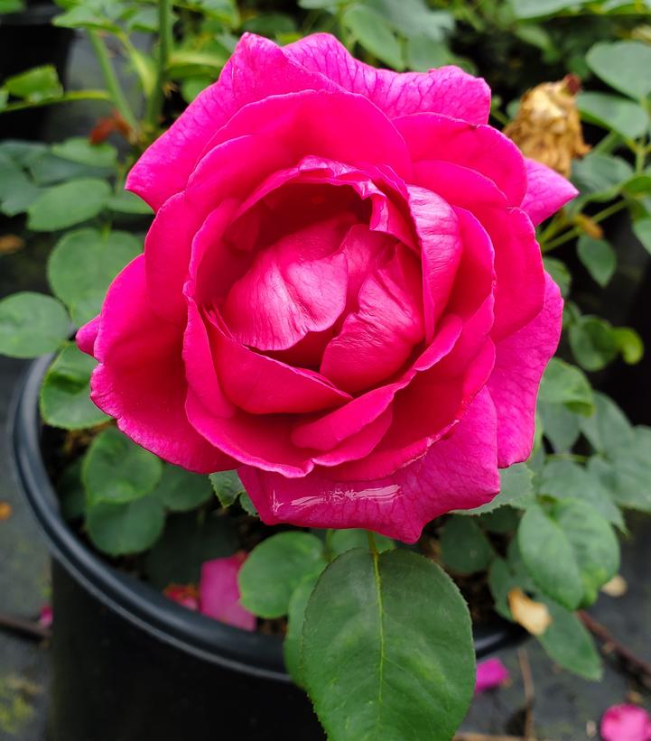 Rosa Brindabella Roses® Purple Prince