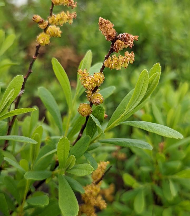 Myrica gale 'Lowboy'