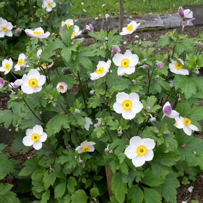 Anemone x 'Elfin Swan'