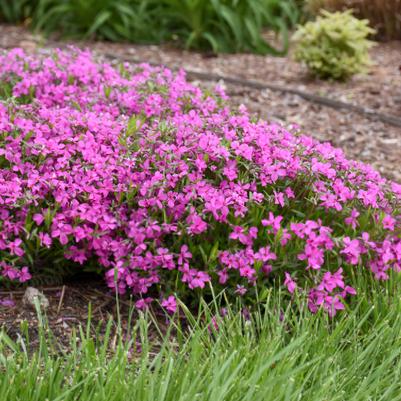 Phlox 'Magenta Sprite'