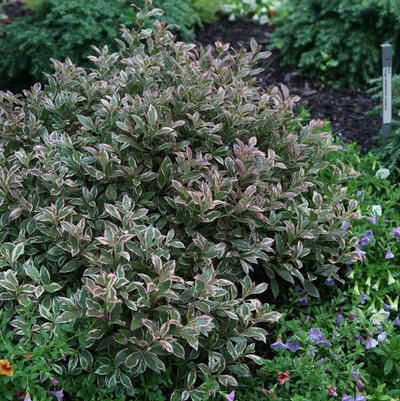 Weigela florida My Monet Purple Effect®